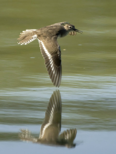 Rantasipi, Common Sandpiper, Actitis hypoleucos